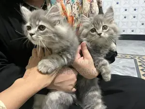 Maine Coon Kitten - Young Purebred American Breed Cat