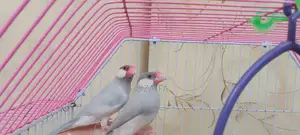 Photo - Silver Java Breeding Pair - Healthy, Active Exotic Birds