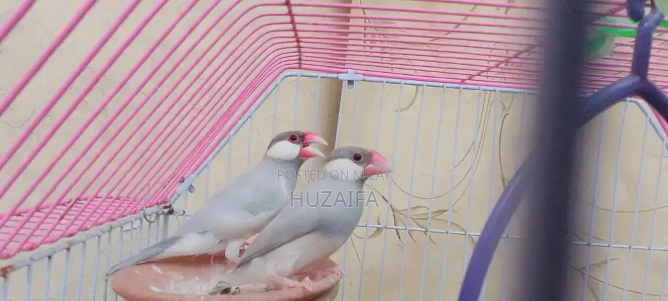 Silver Java Breeding Pair - Healthy, Active Exotic Birds