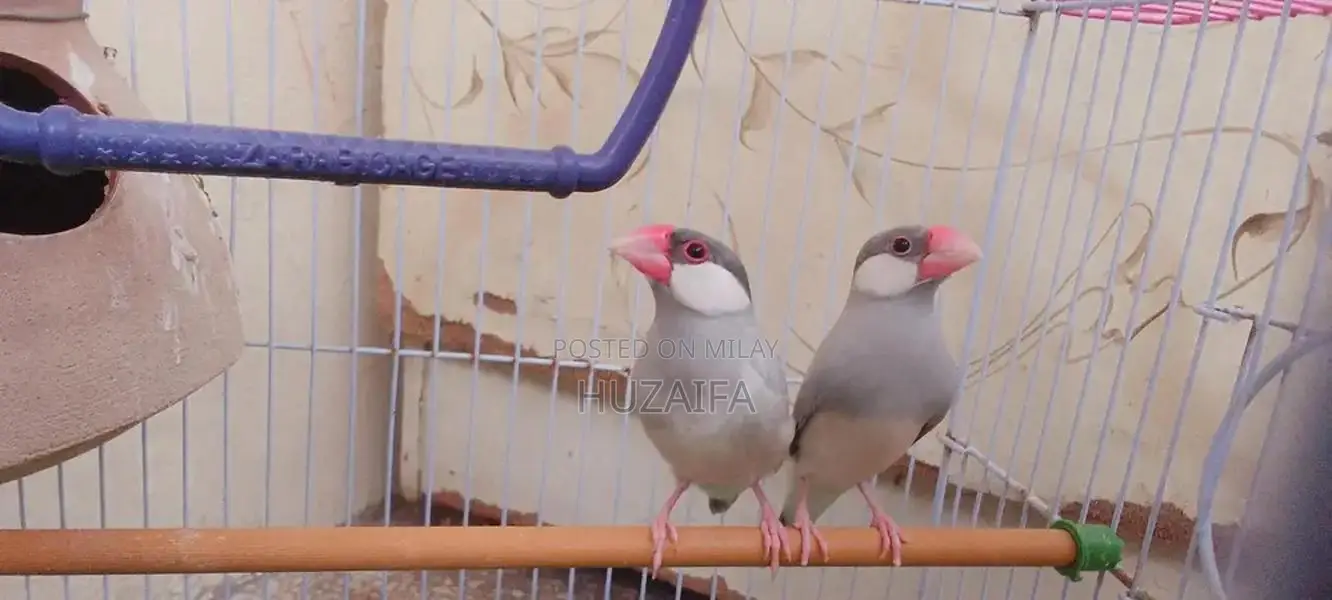 Silver Java Breeding Pair - Healthy, Active Exotic Birds