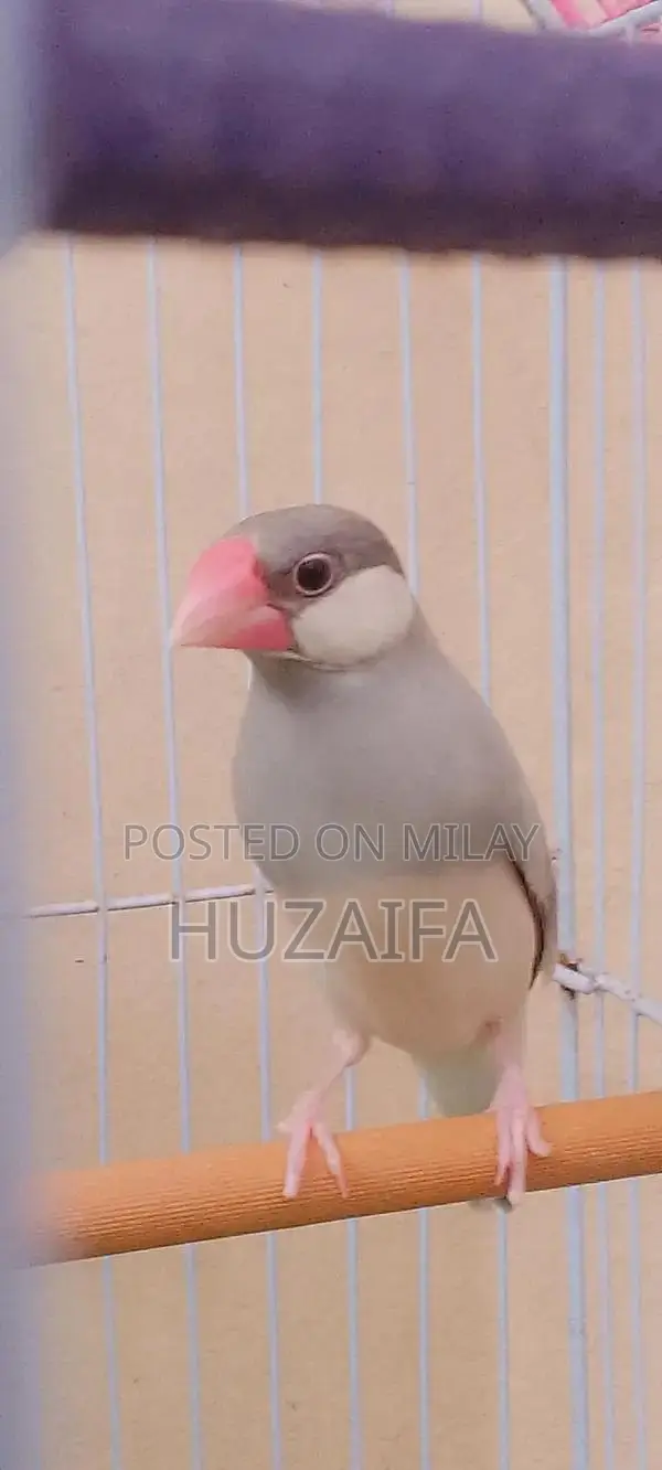 Silver Java Breeding Pair - Healthy, Active Exotic Birds