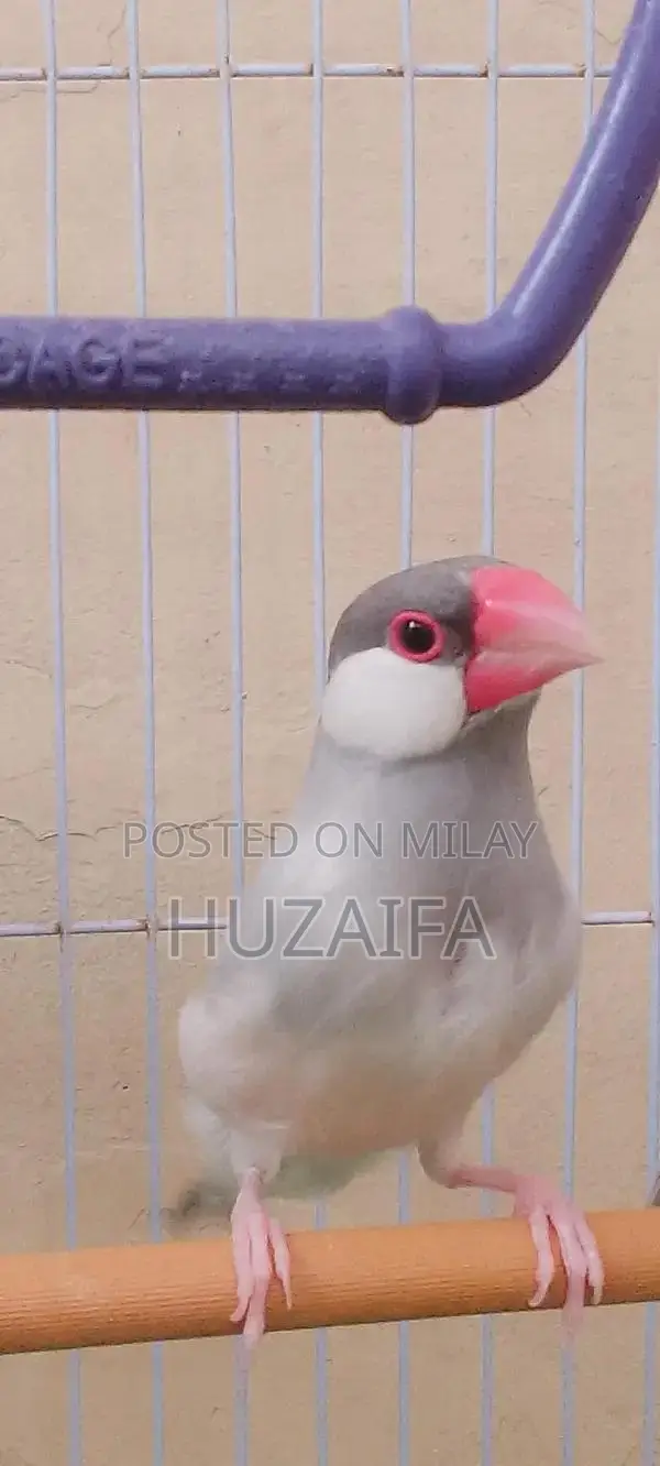 Silver Java Breeding Pair - Healthy, Active Exotic Birds