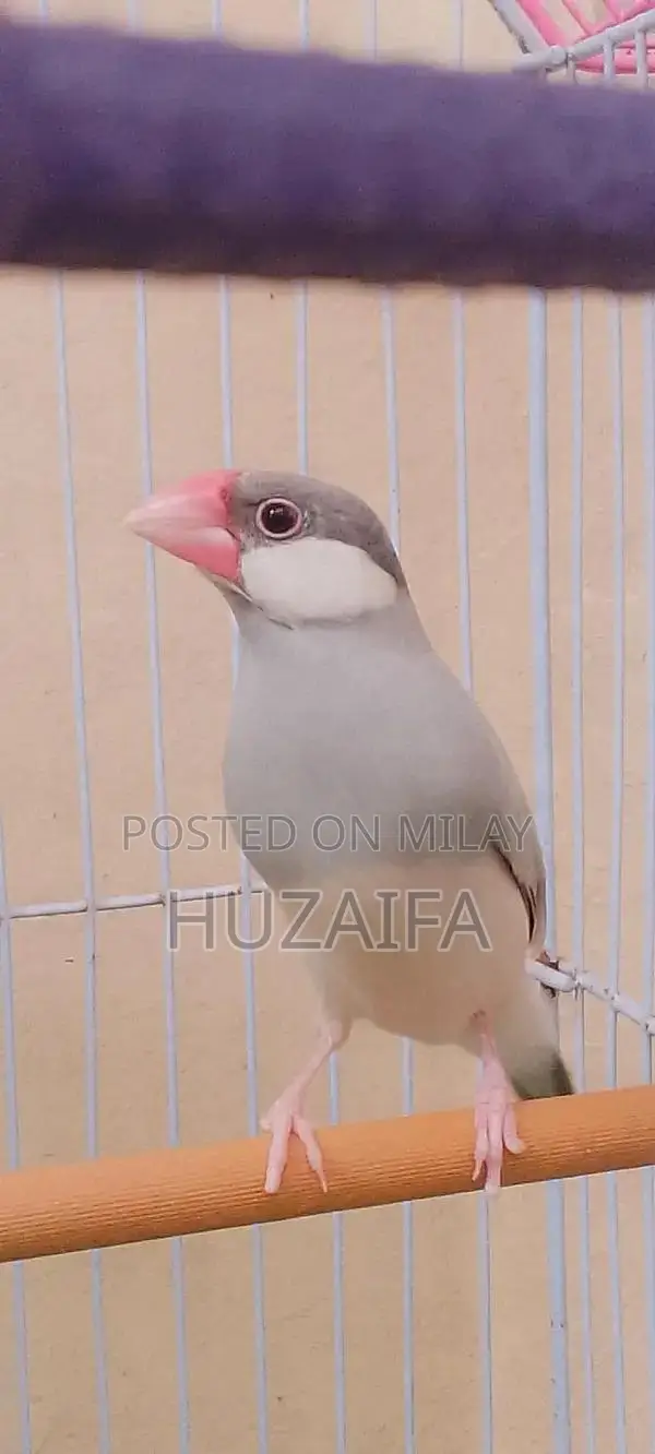 Silver Java Breeding Pair - Healthy, Active Exotic Birds