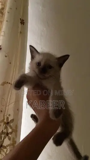 Photo - Purebred Siamese Kitten - Active and Litter Trained