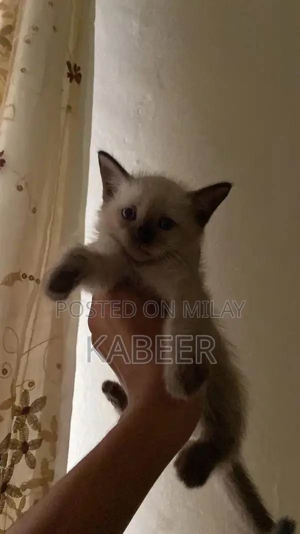 Purebred Siamese Kitten - Active and Litter Trained