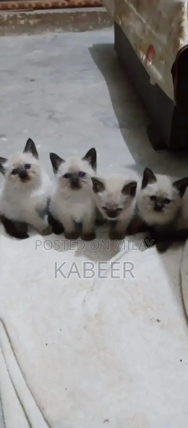 Purebred Siamese Kitten - Active and Litter Trained