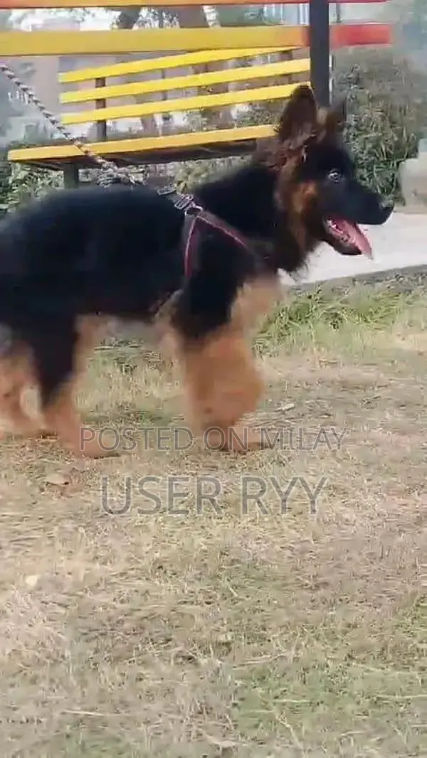 German Shepherd Long Coat Puppies - Quality Breed