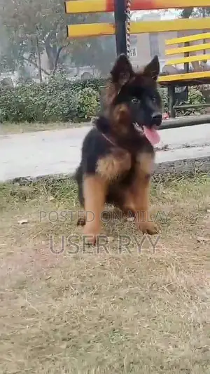 German Shepherd Long Coat Puppies - Quality Breed