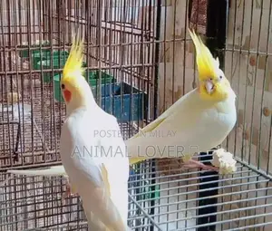 Photo - Cream Cocktail Pair of Decorative Figurines