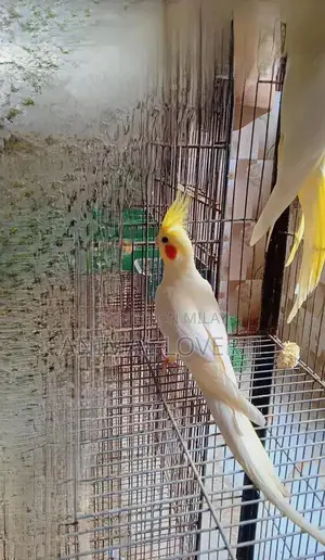 Cream Cocktail Pair of Decorative Figurines