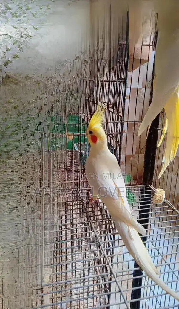 Cream Cocktail Pair of Decorative Figurines