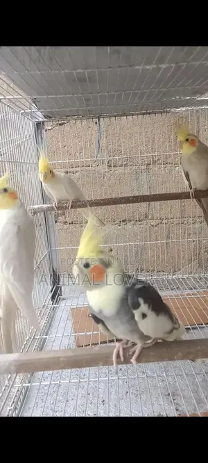 Cream Cocktail Pair of Decorative Figurines