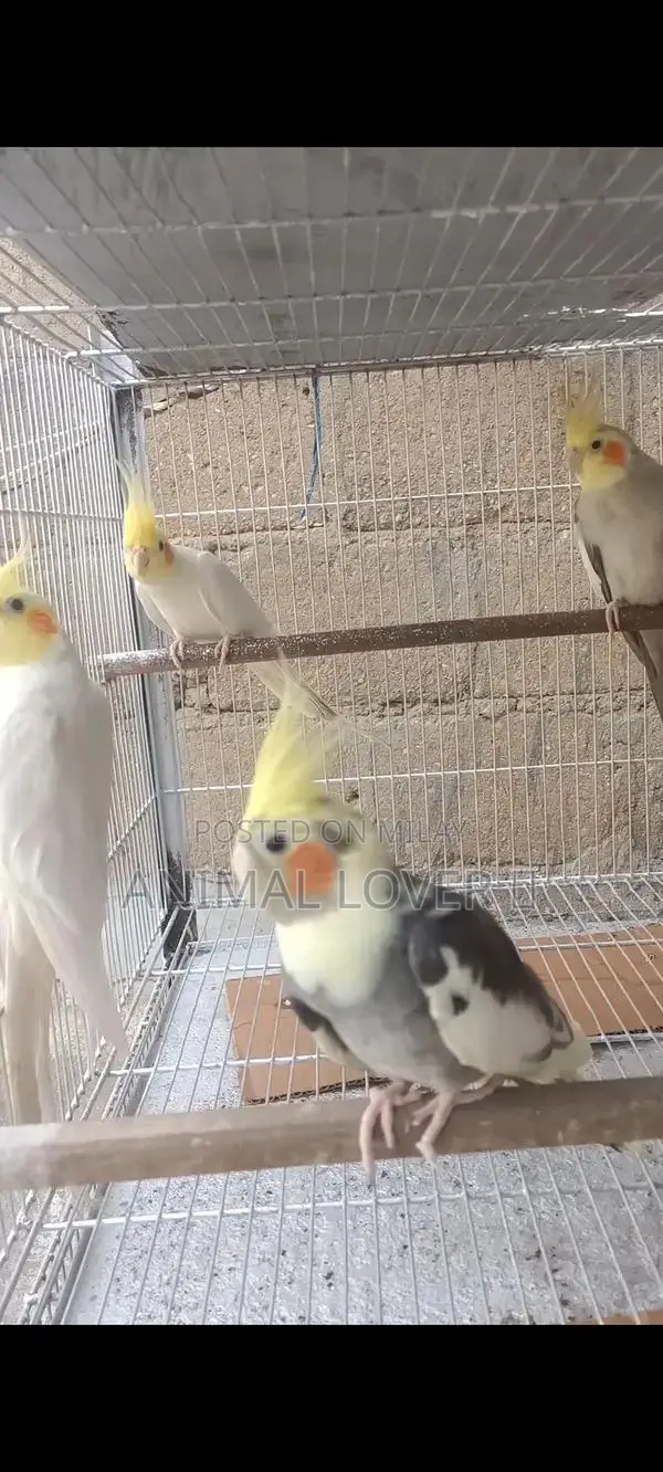 Cream Cocktail Pair of Decorative Figurines