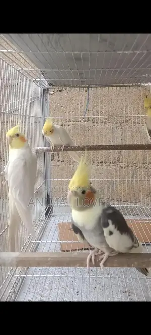 Cream Cocktail Pair of Decorative Figurines