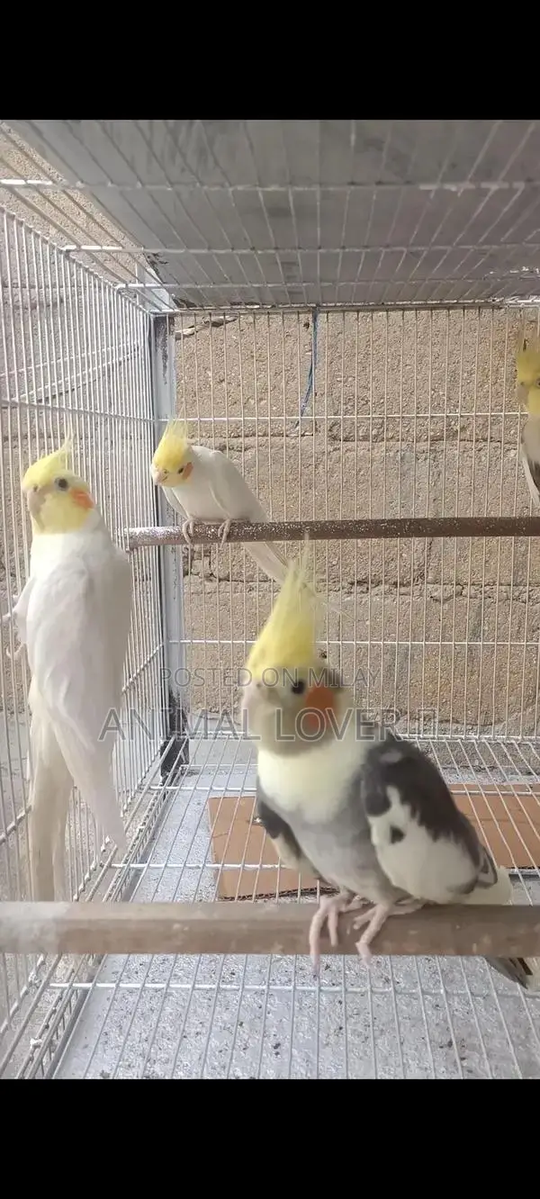 Cream Cocktail Pair of Decorative Figurines