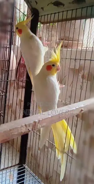 Cream Cocktail Pair of Decorative Figurines