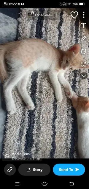 Photo - Playful Male Kitten Duo - Fully Trained Companion Cats