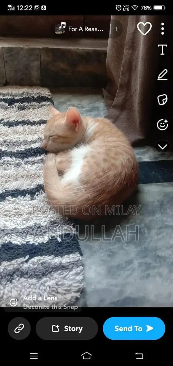 Playful Male Kitten Duo - Fully Trained Companion Cats