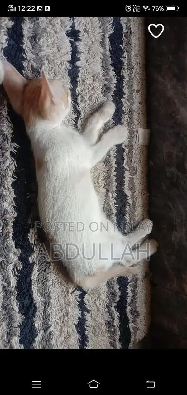 Playful Male Kitten Duo - Fully Trained Companion Cats