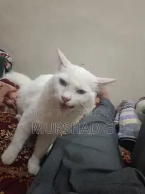 Photo - Blue and Yellow Exotic Eye Color Pet