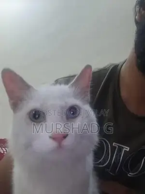 Blue and Yellow Exotic Eye Color Pet