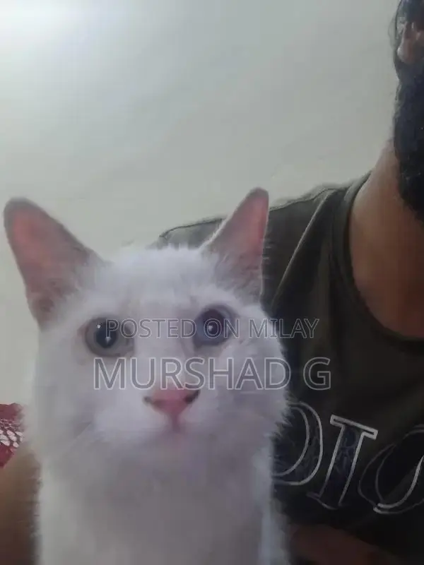 Blue and Yellow Exotic Eye Color Pet