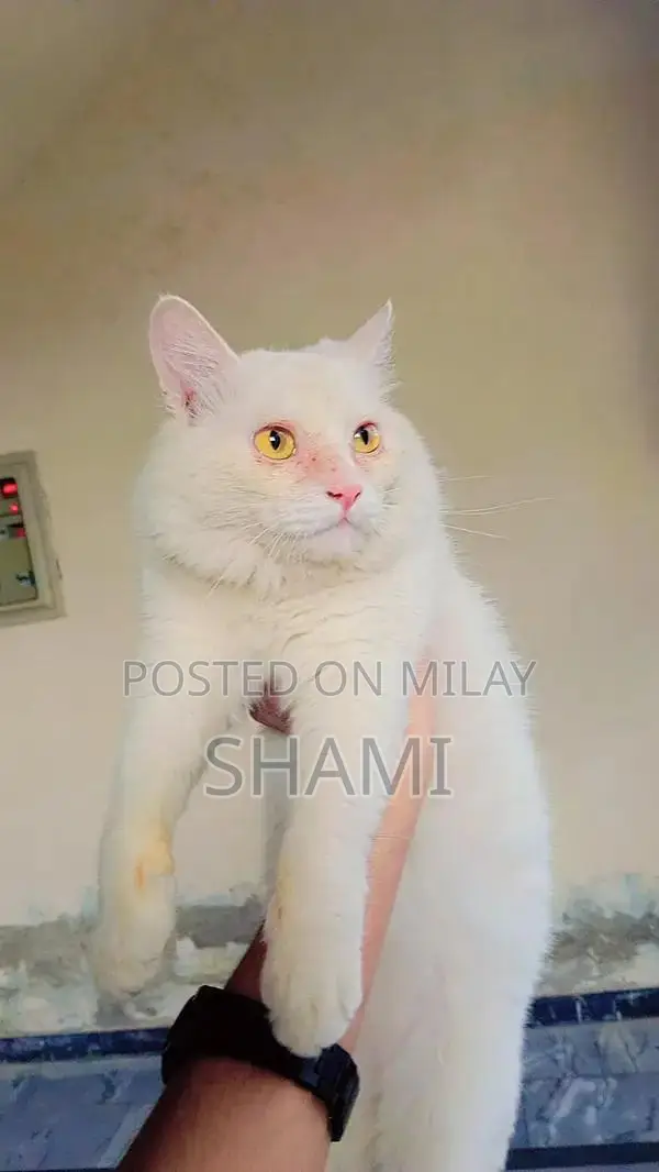 Persian Female Cat - 8 Months Old, Fully Trained Companion