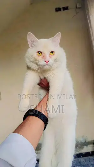 Persian Female Cat - 8 Months Old, Fully Trained Companion