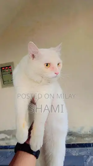Persian Female Cat - 8 Months Old, Fully Trained Companion
