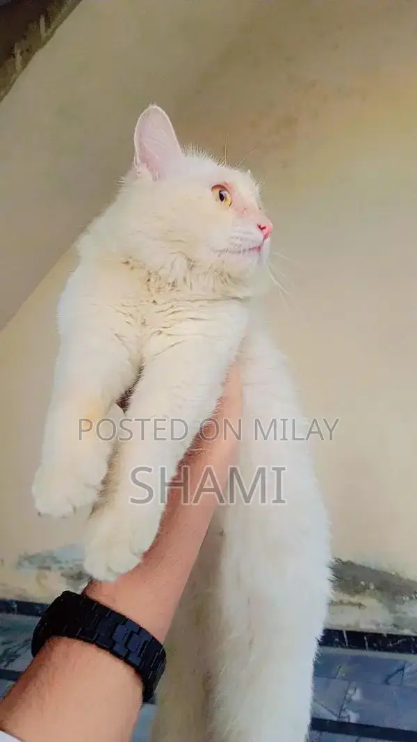Persian Female Cat - 8 Months Old, Fully Trained Companion