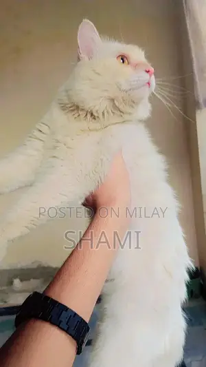 Persian Female Cat - 8 Months Old, Fully Trained Companion