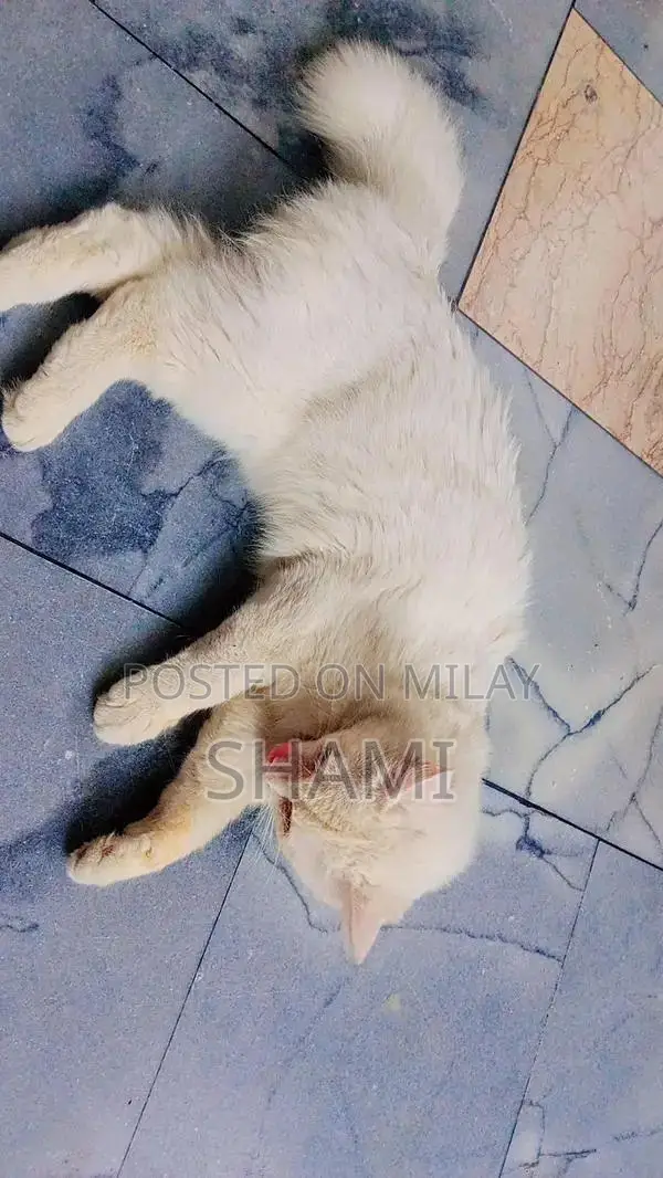 Persian Female Cat - 8 Months Old, Fully Trained Companion