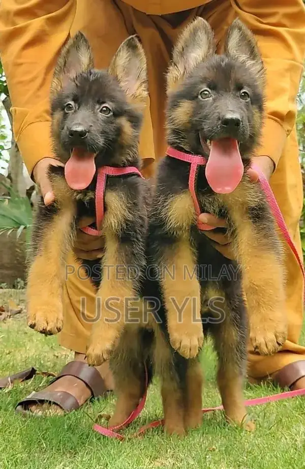 German Shepherd Long Coat Puppies - Pure Breed Quality