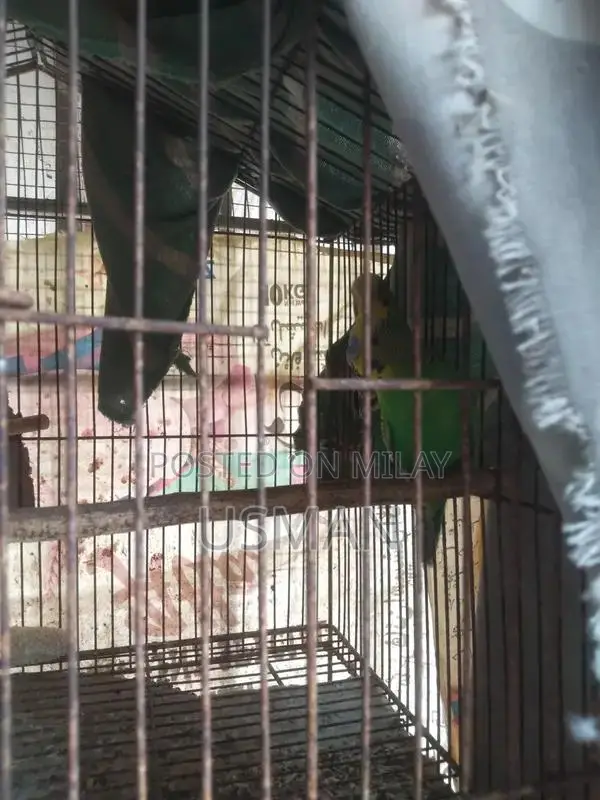 Healthy Budgie Breeding Pair with Cage Options