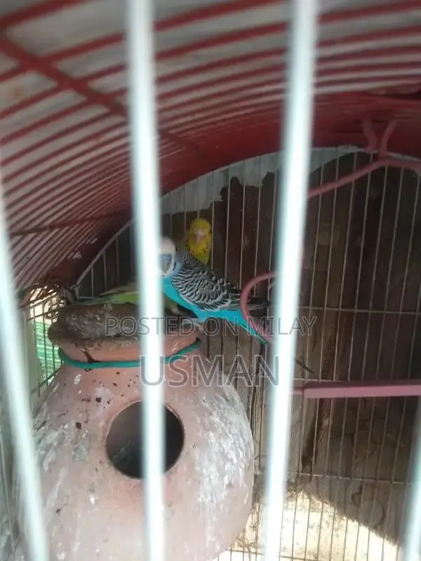 Healthy Budgie Breeding Pair with Cage Options