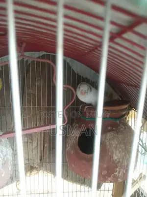 Healthy Budgie Breeding Pair with Cage Options