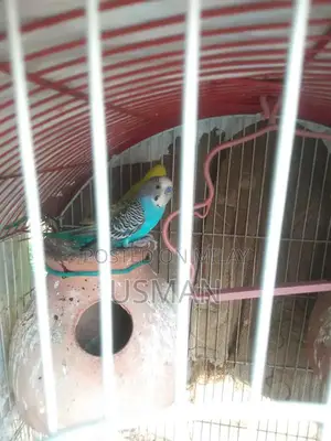 Healthy Budgie Breeding Pair with Cage Options