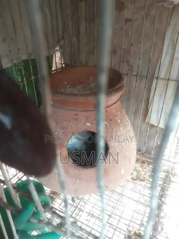 Healthy Budgie Breeding Pair with Cage Options