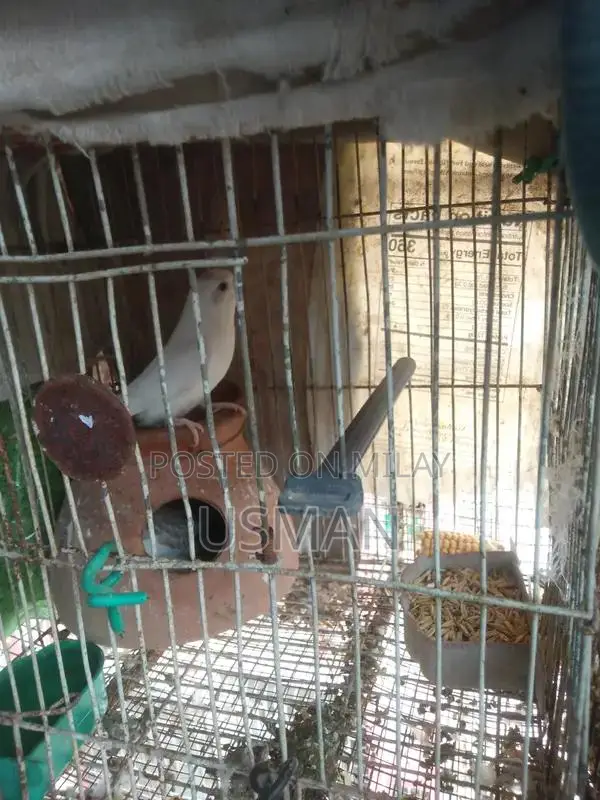 Healthy Budgie Breeding Pair with Cage Options