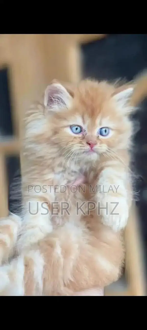 Persian Cat - Pure Breed Feline Companion