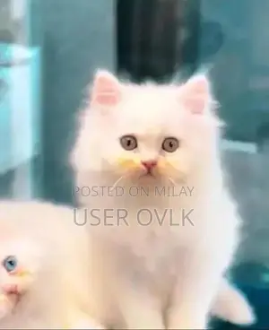 Purebred Persian Cat - Male or Female Available