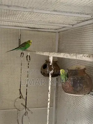 Photo - Australian Budgie Breeding Pair with Young Chicks