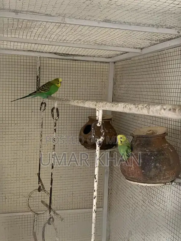 Australian Budgie Breeding Pair with Young Chicks