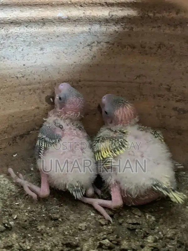 Australian Budgie Breeding Pair with Young Chicks