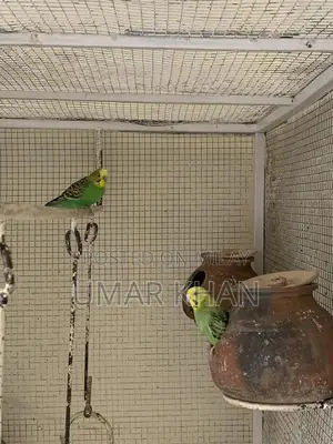 Australian Budgie Breeding Pair with Young Chicks