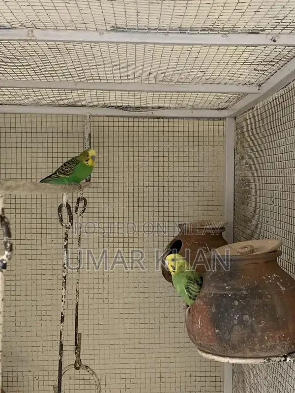 Australian Budgie Breeding Pair with Young Chicks