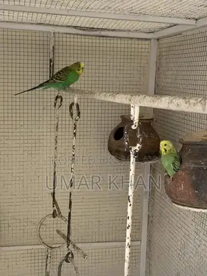 Australian Budgie Breeding Pair with Young Chicks