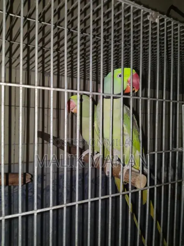 Rabbit Breeding Pair with Large Cage and Accessories