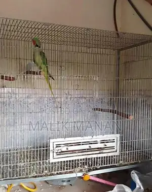 Rabbit Breeding Pair with Large Cage and Accessories