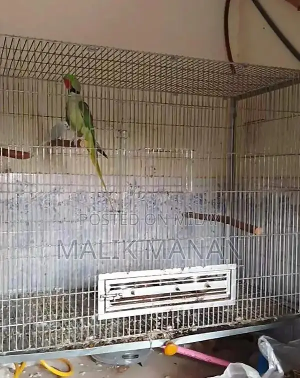 Rabbit Breeding Pair with Large Cage and Accessories